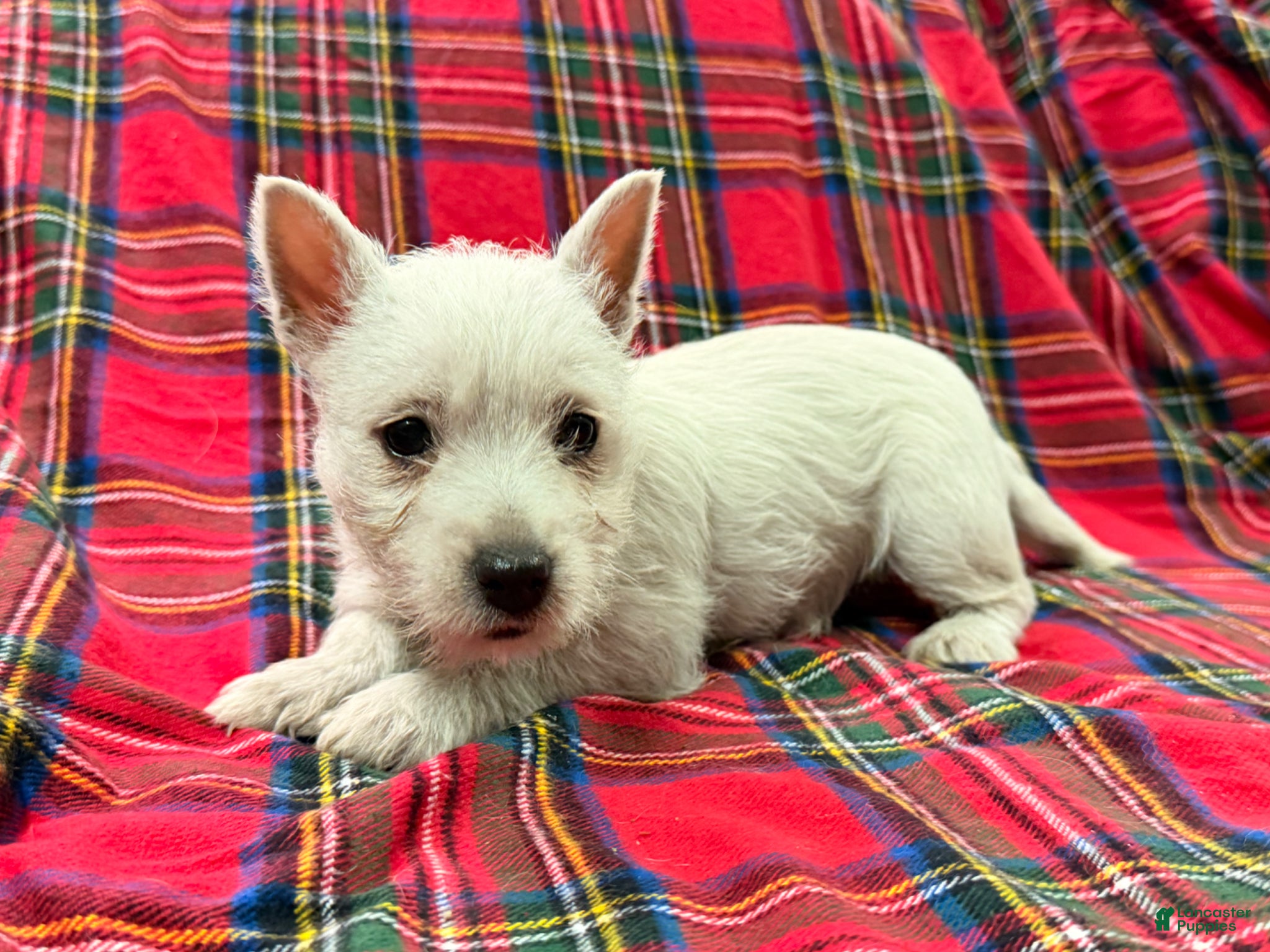 West Highland Terrier dogs for sale: Teyana  - Ad 4