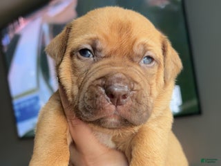 Mixed Breed dogs - Ad 19