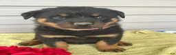 Rottweiler dogs for sale: Zeus - Ad 2