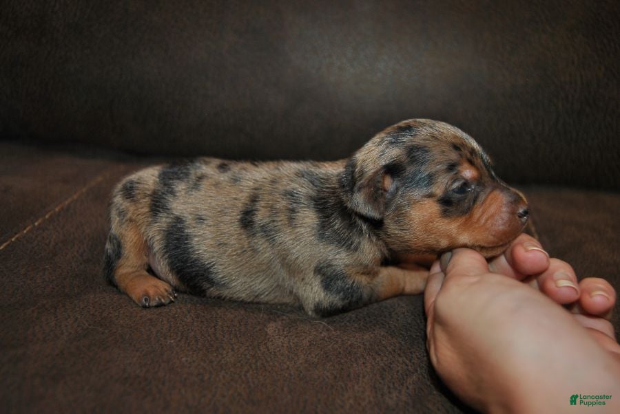 Miniature Pinscher dogs Rex - Ad 1