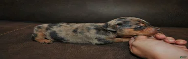 Rex