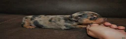 Miniature Pinscher dogs for sale: Rex - Ad 1