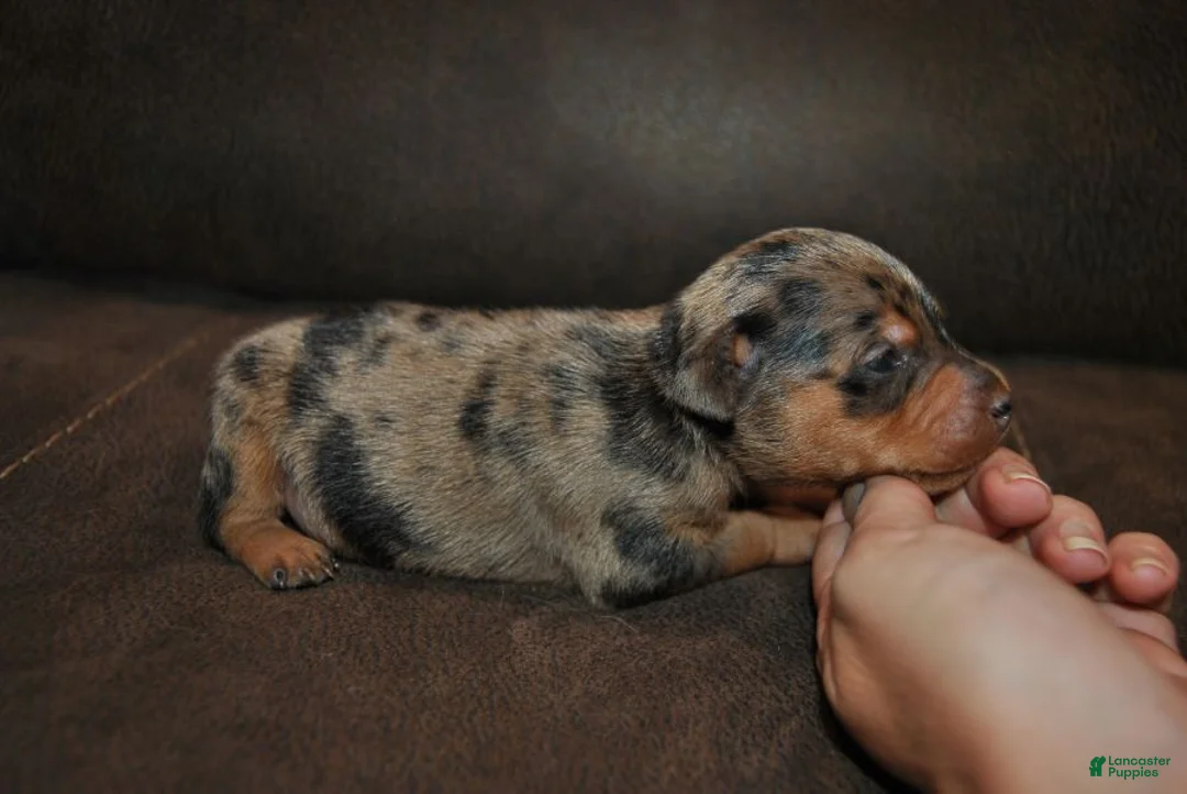 Miniature Pinscher dogs for sale: Rex - Ad 1