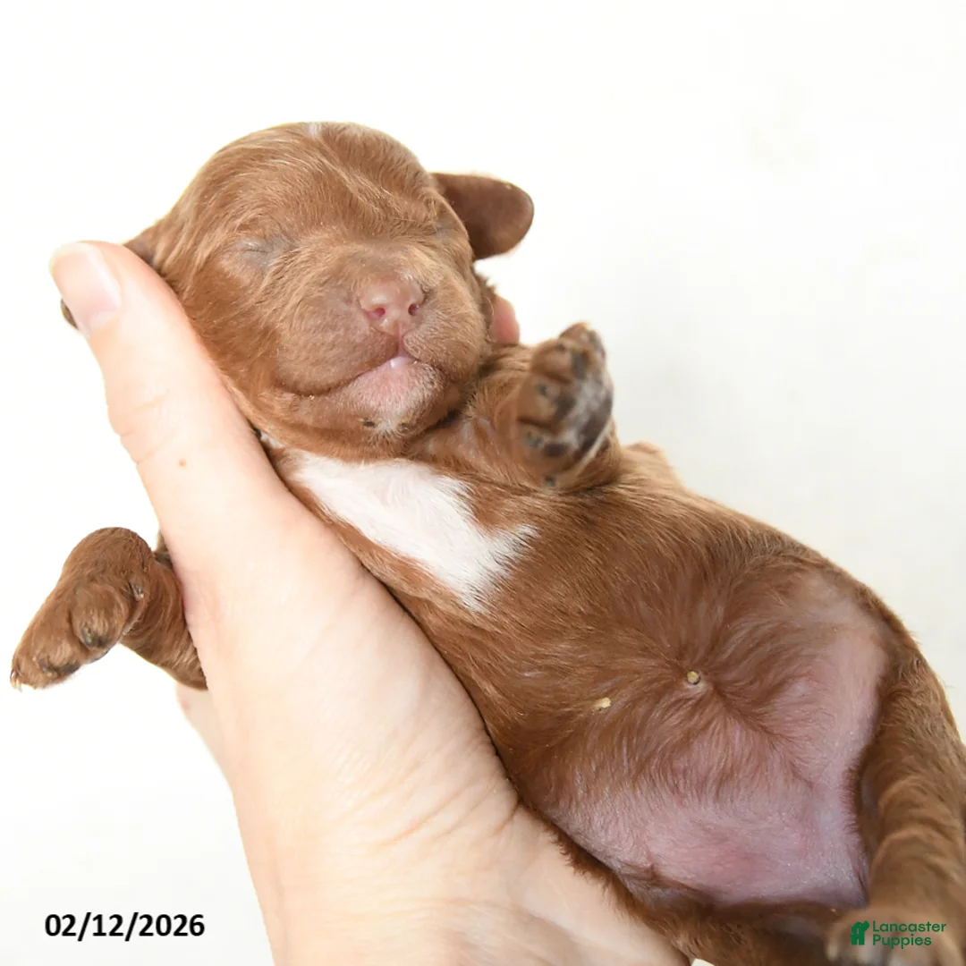 Cavapoo dogs for sale: Brynn - Ad 4