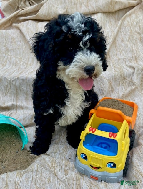 Cavapoo dogs Howard - Ad 2