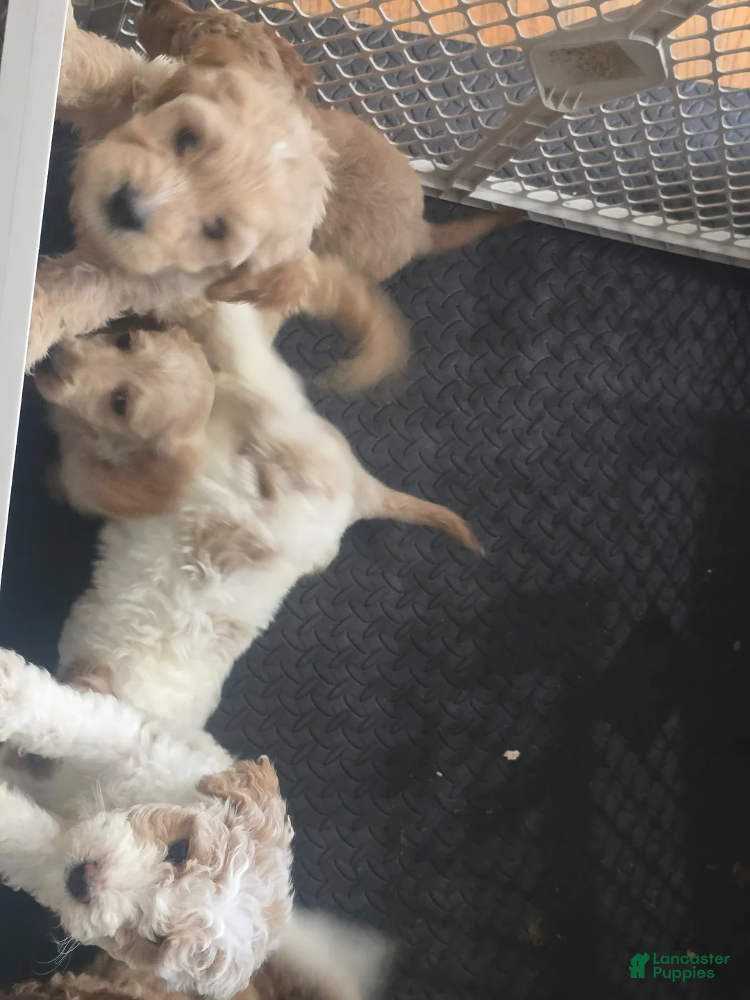 Mini Goldendoodle dogs for sale: Rocky - Ad 1