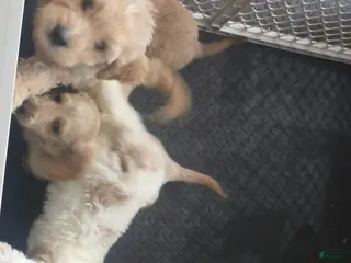 Mini Goldendoodle dogs Rocky - Ad 5