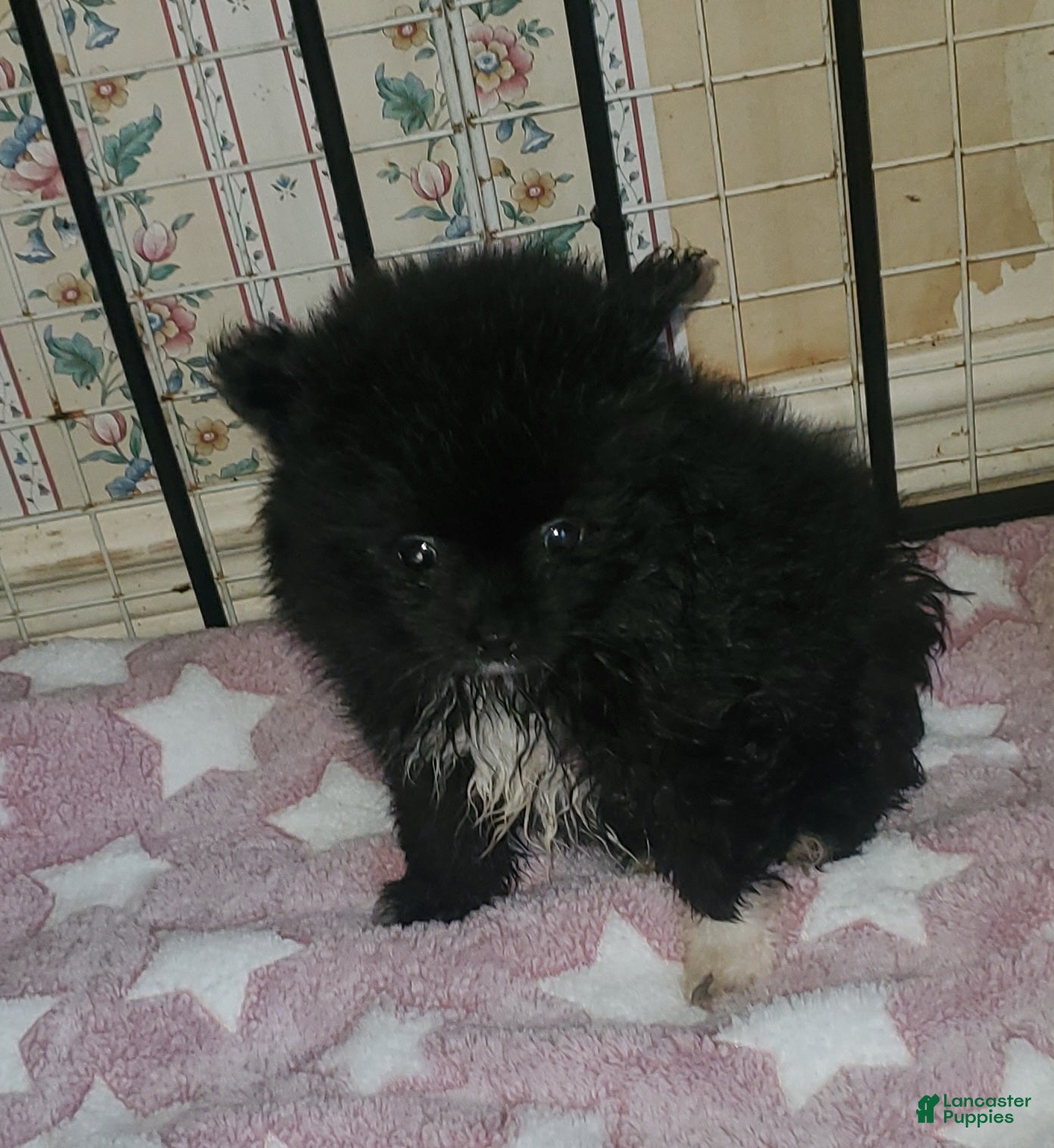 Pomeranian dogs Lizzy  - Ad 14