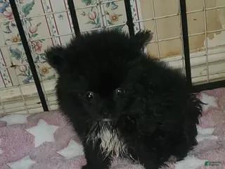 Pomeranian dogs Lizzy - Ad 27