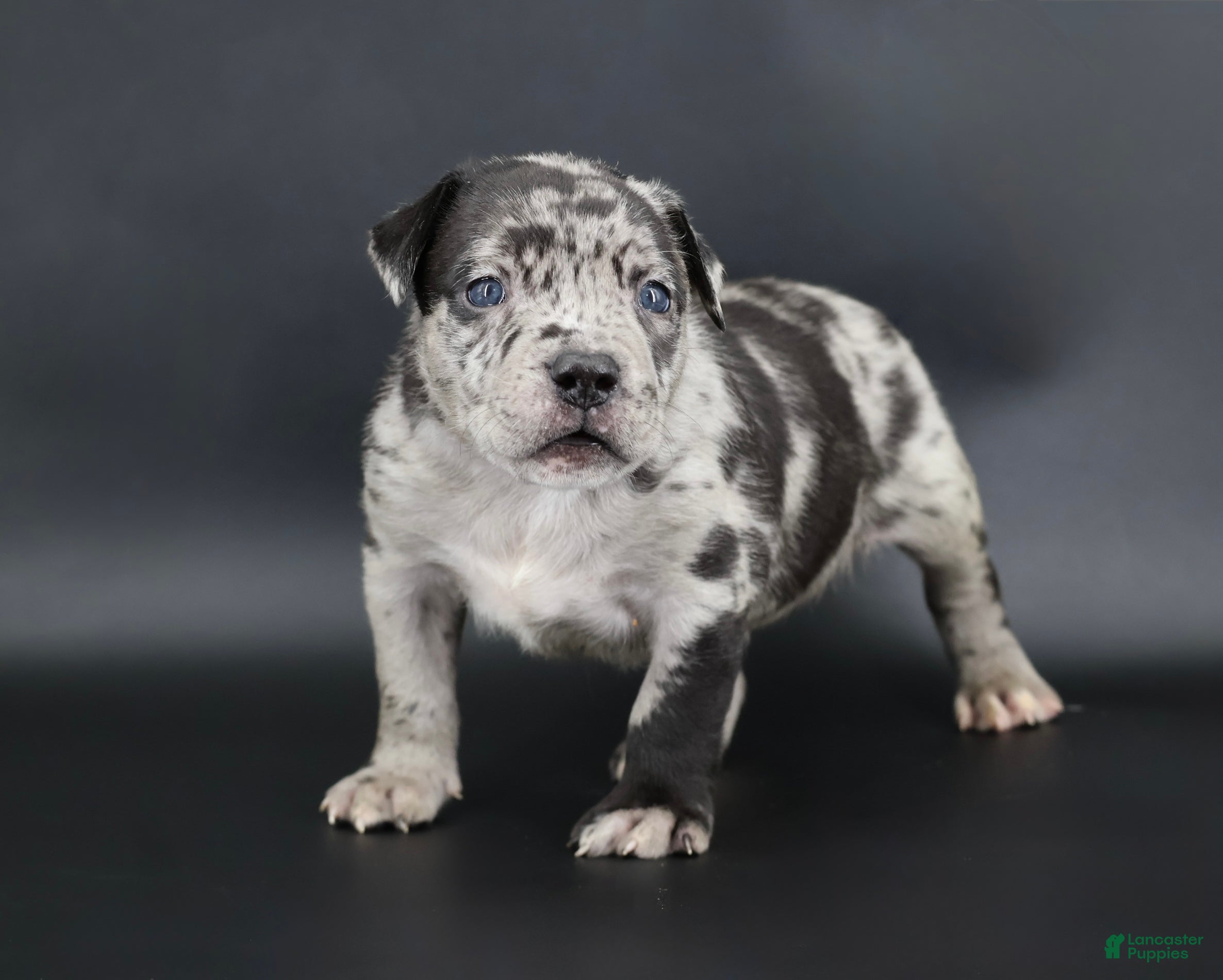 American Bully dogs Vow - Ad 7