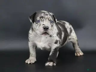 American Bully dogs Vow - Ad 7