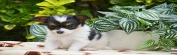 Papillon dogs for sale: Flora - Ad 7