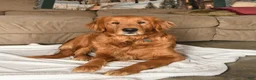 Golden Retriever dogs for sale: Alaina - Ad 4