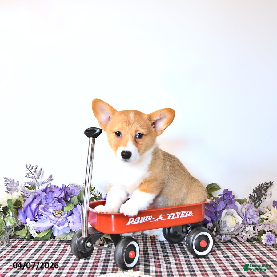 Welsh Corgi Pembroke dogs Kelsey - Ad 2