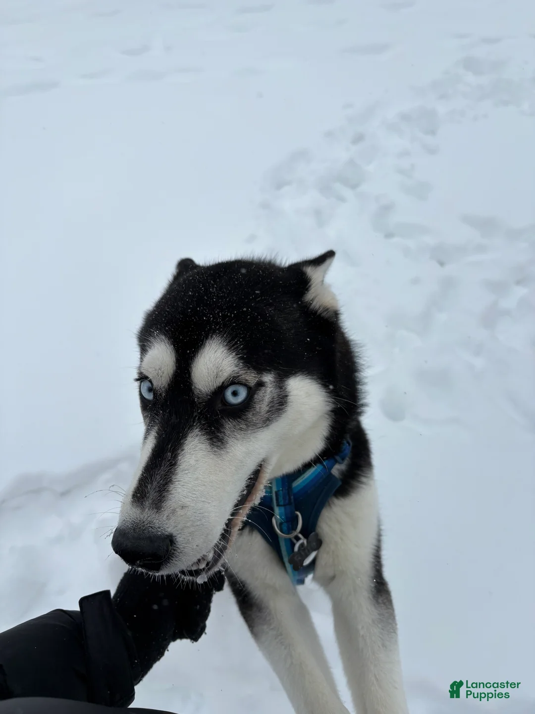 Siberian Husky dogs for sale: Siberian Husky Puppy 1 - Ad 1