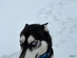 Siberian Husky dogs Siberian Husky Puppy 1 - Ad 32