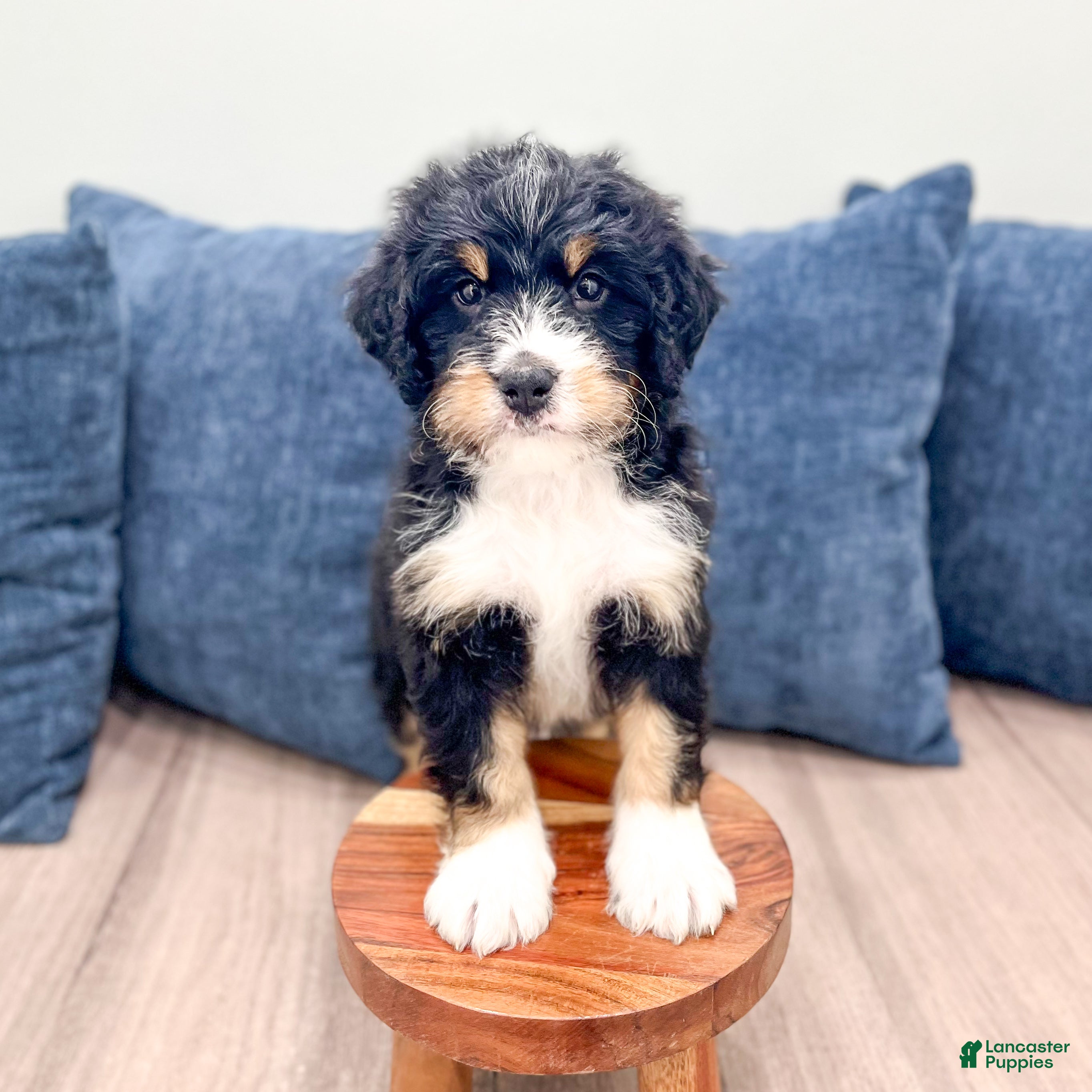 Mini Bernedoodle dogs Jasper - Ad 1