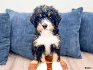 Mini Bernedoodle dogs for sale: Jasper - Ad 2