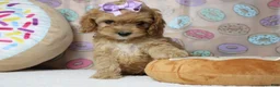 Cockapoo dogs for sale: Maddie - Ad 4