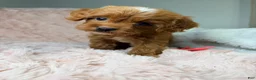 Cavapoo dogs for sale: Sun - Ad 5