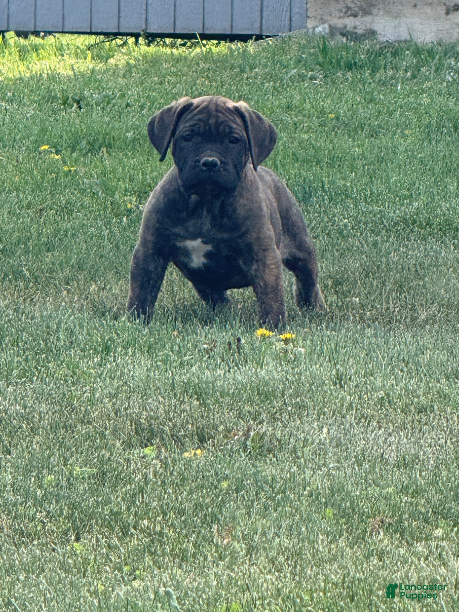 Cane Corso dogs Cane Corso Puppy 1 - Ad 1