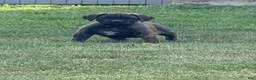 Cane Corso dogs for sale: Cane Corso Puppy 1 - Ad 1