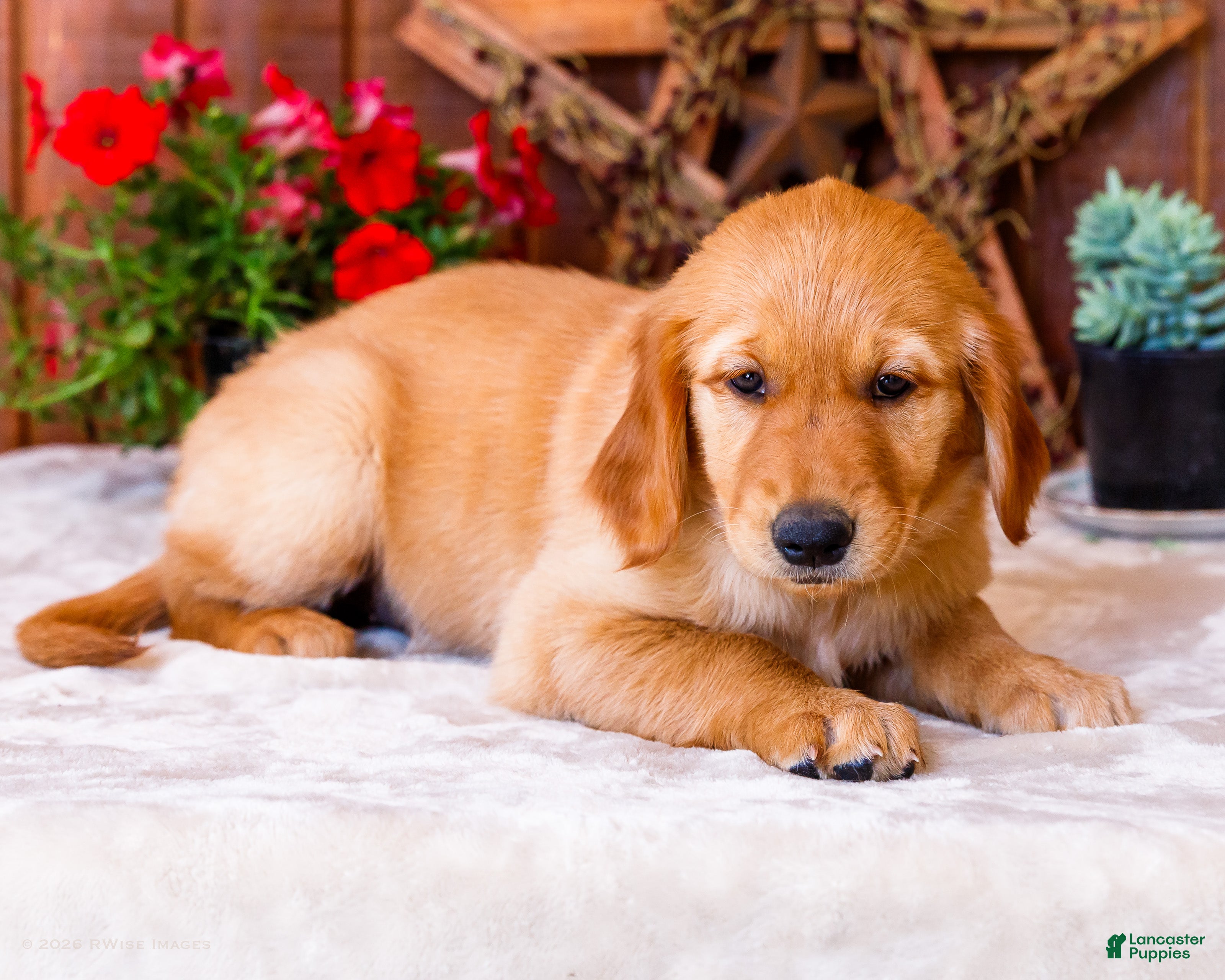 Golden Retriever dogs Violet - Ad 1