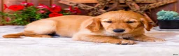 Golden Retriever dogs for sale: Violet - Ad 1