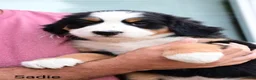 Bernese Mountain Dog dogs for sale: Sadie  - Ad 6