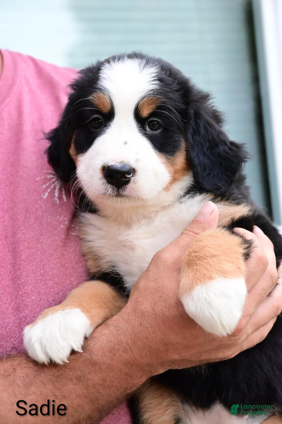 Bernese Mountain Dog dogs for sale: Sadie  - Ad 6