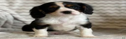 Cavalier King Charles Spaniel dogs for sale: Timmy - Ad 3