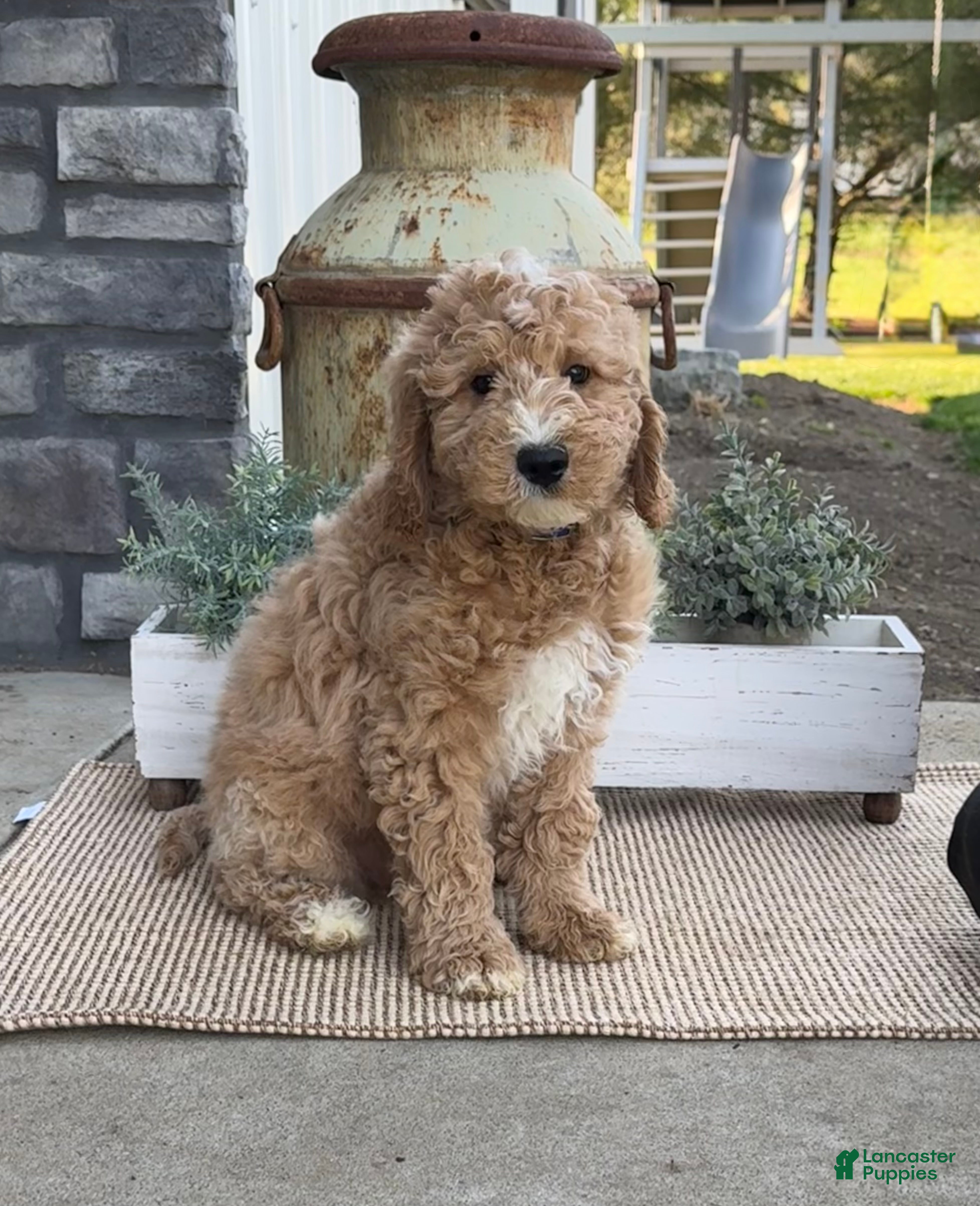 Goldendoodle dogs Kenny - Ad 1