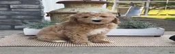 Goldendoodle dogs for sale: Kenny - Ad 1