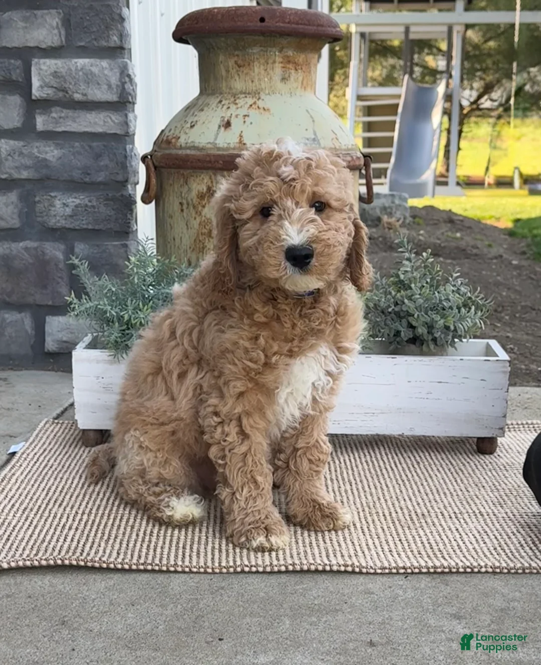 Goldendoodle dogs for sale: Kenny - Ad 1