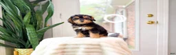 Yorkshire Terrier dogs for sale: Billy - Ad 1