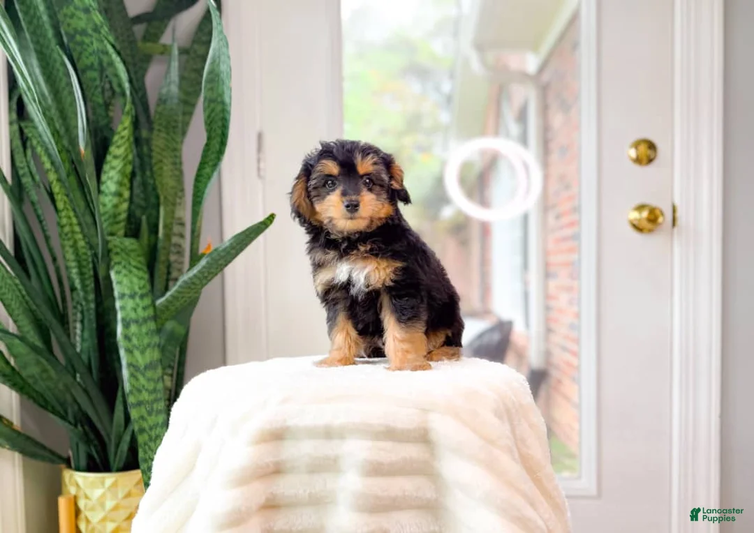 Yorkshire Terrier dogs for sale: Billy - Ad 1