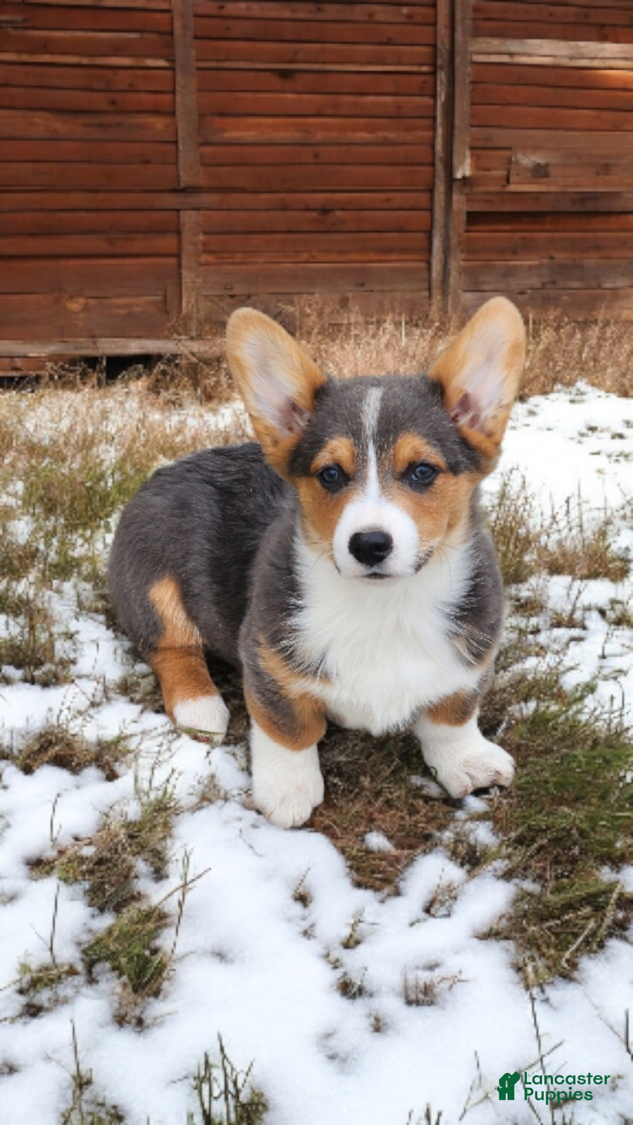 Welsh Corgi Pembroke dogs Alfie bluie  - Ad 13
