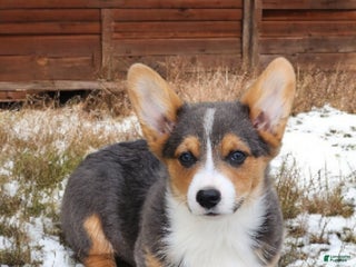 Welsh Corgi Pembroke dogs Alfie bluie - Ad 7