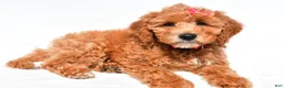Mini Goldendoodle dogs for sale: Lolo - Ad 1