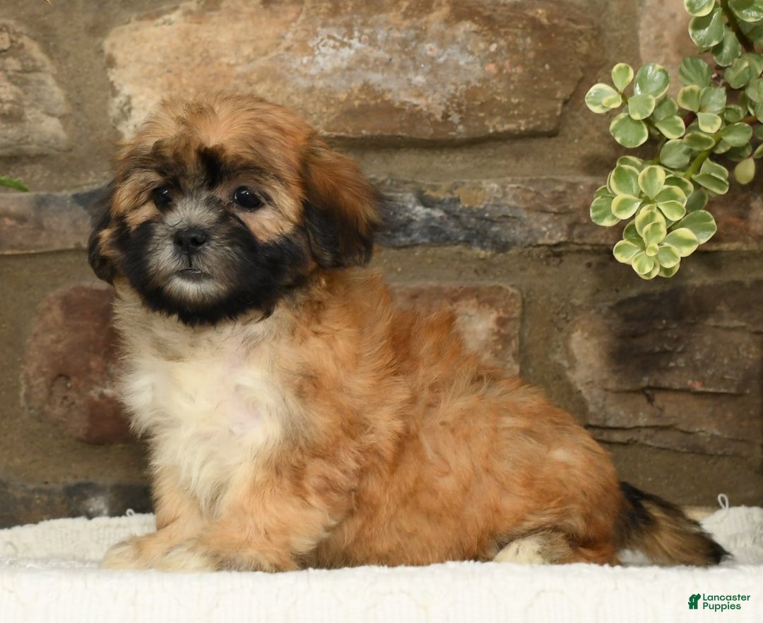 Chocolate Shih Tzu Puppies for sale Lancaster Puppies