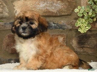 Teddy Bear dogs - Ad 31