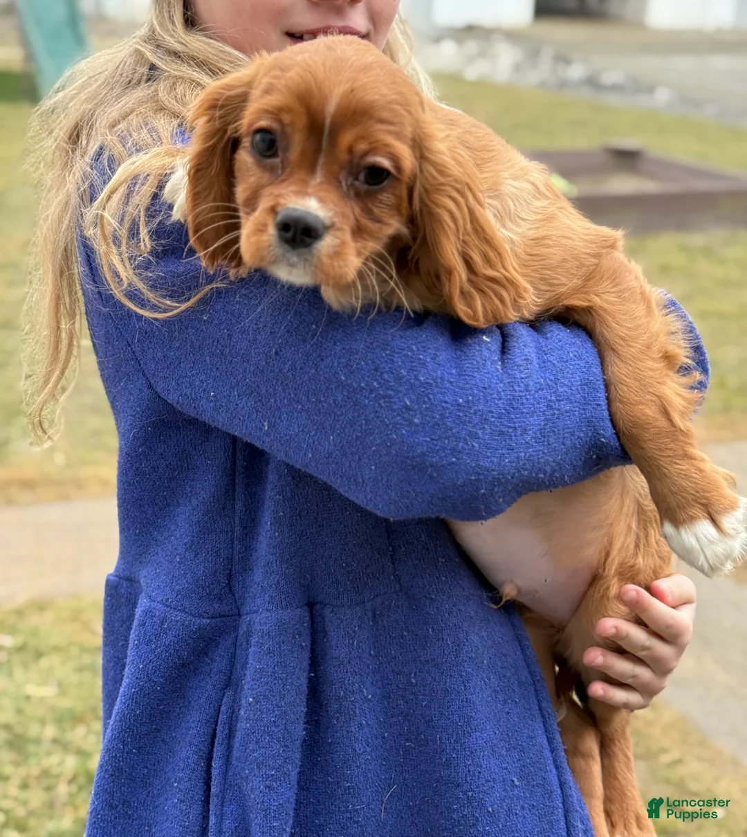 Cavalier King Charles Spaniel dogs for sale: Walden - Ad 1