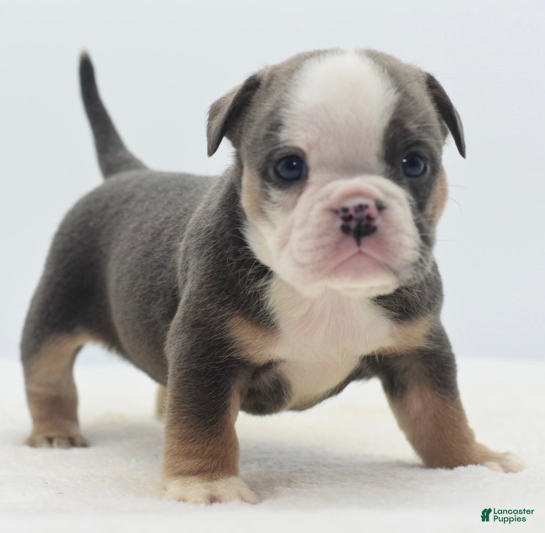 Mixed Breed dogs Savanna Tiny mini bulldog  - Ad 40