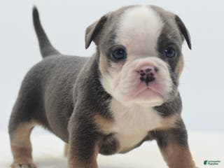 Mixed Breed dogs Savanna Tiny mini bulldog - Ad 15