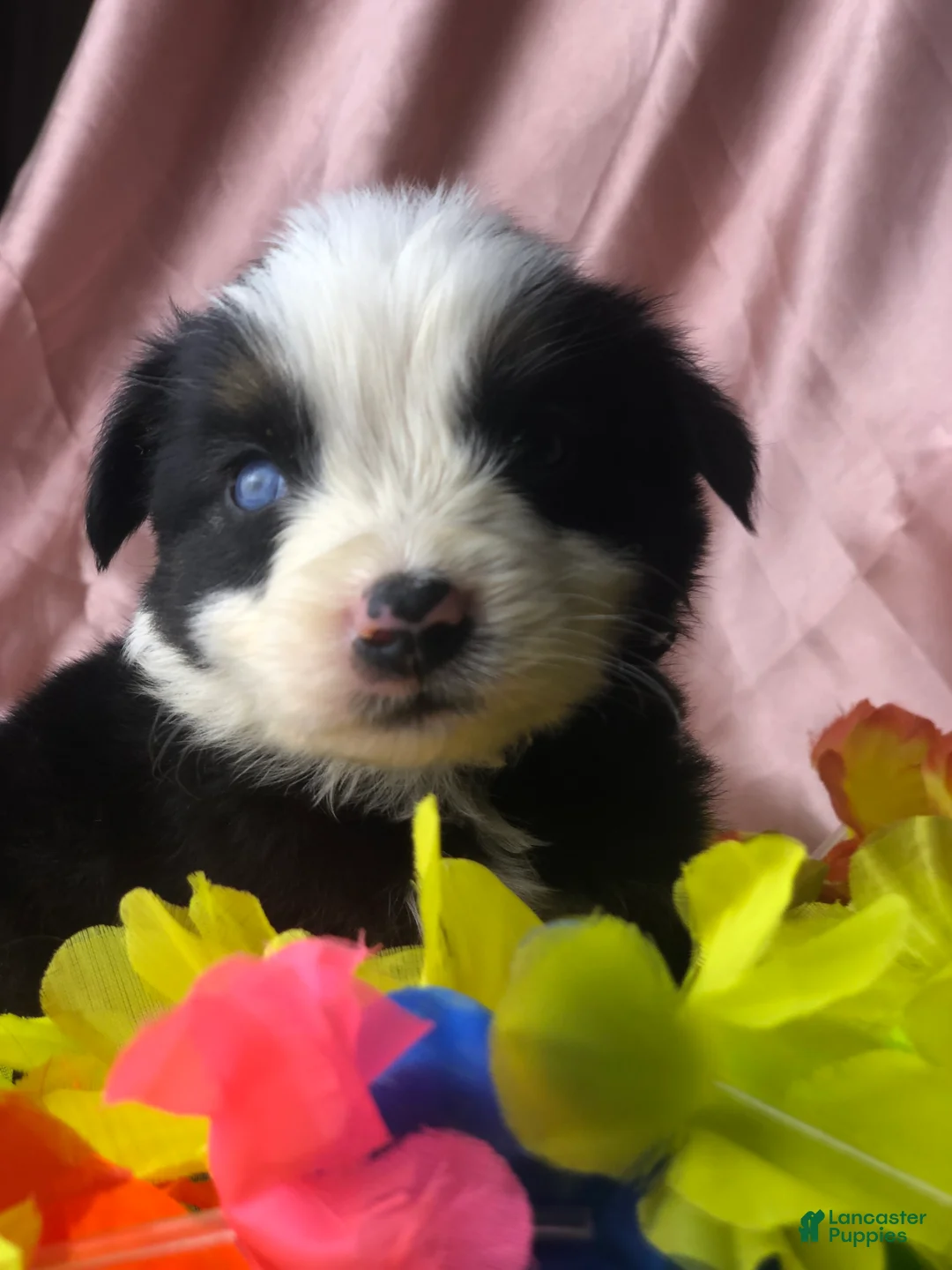 Australian Shepherd dogs for sale: Australian Shepherd 1 (Panda)  - Ad 2