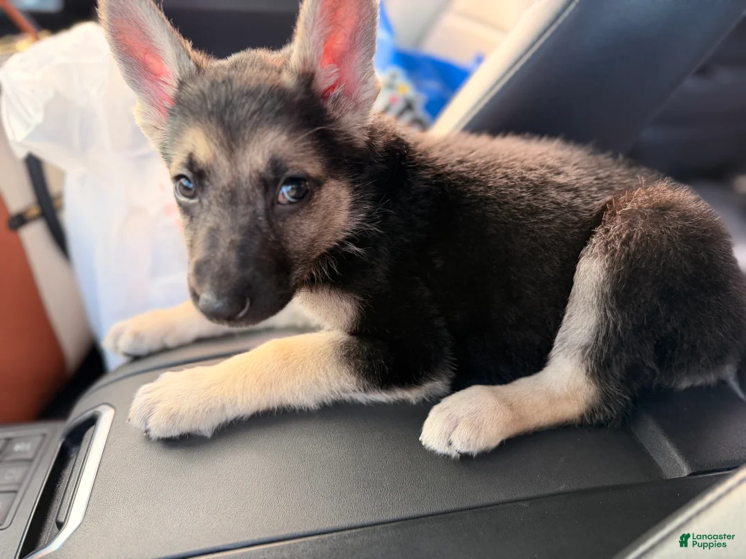 German Shepherd dogs for sale: Lady  - Ad 1