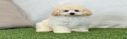 Bichpoo dogs for sale: Kylie  - Ad 9