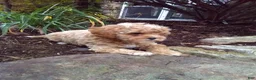 Toy Poodle dogs for sale: Claudie - Ad 4