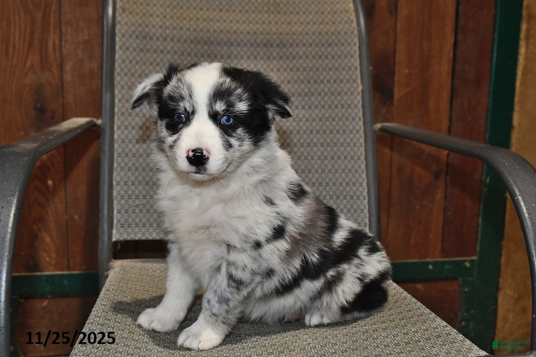 Australian Shepherd dogs for sale: Bailey - Ad 2