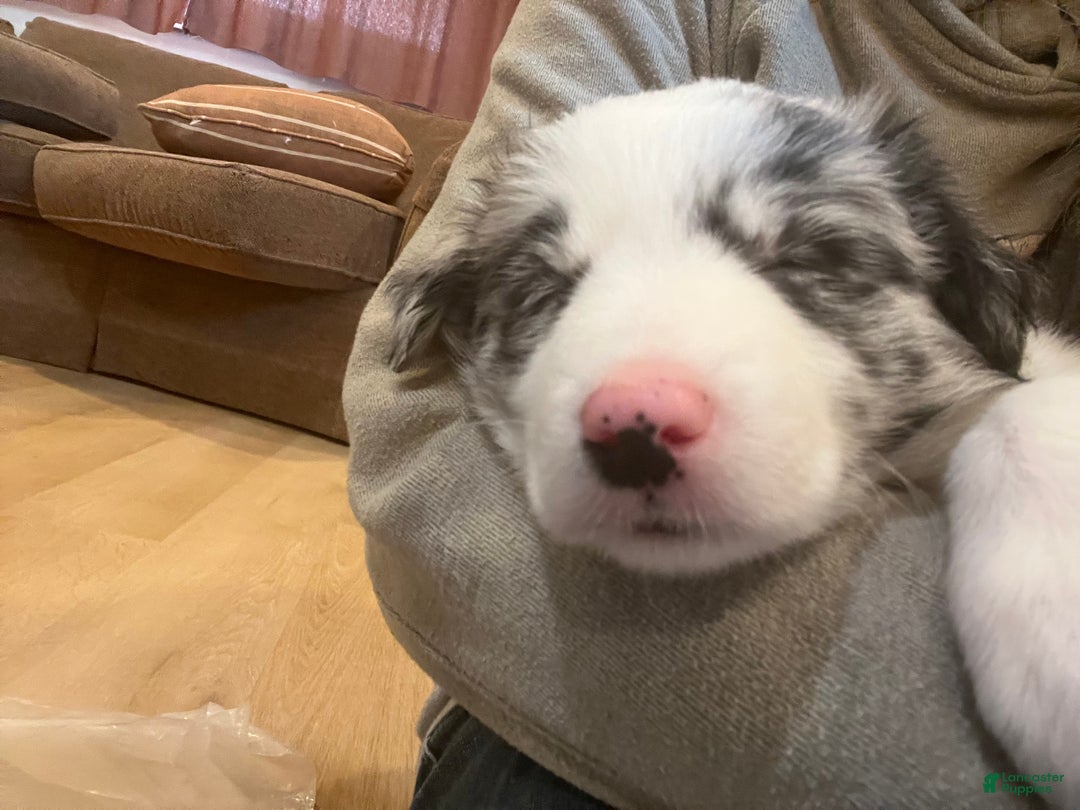 Mixed Breed dogs for sale: Wendy - Ad 3